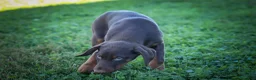 Doberman Pinscher dogs for sale: PENNY - Ad 15