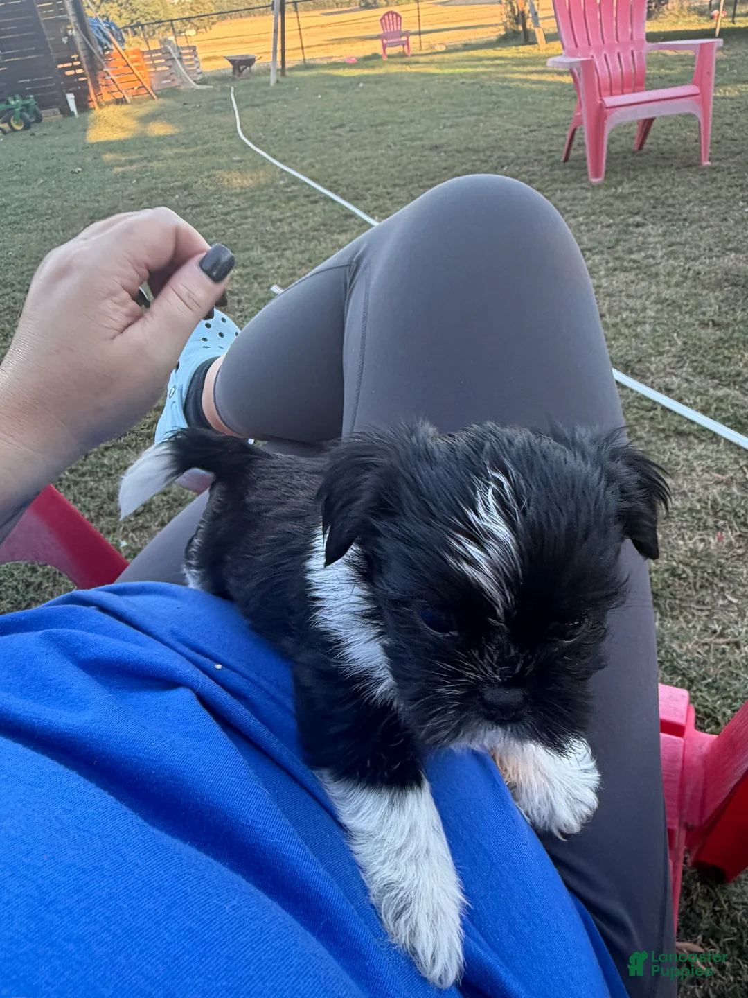 Shorkie dogs for sale: Shorkie 1 - Ad 2