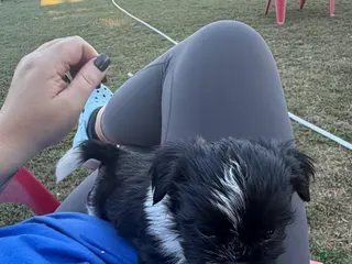 Shorkie dogs Shorkie 1 - Ad 2