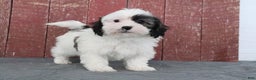Shihpoo dogs for sale: Matthew - Ad 3
