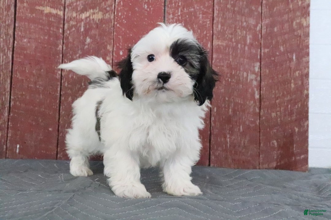 Shihpoo dogs for sale: Matthew - Ad 3