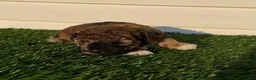 Toy Poodle dogs for sale: AKC Wrangler - Ad 9