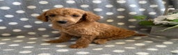 Standard Poodle dogs for sale: Jimmy - Ad 1