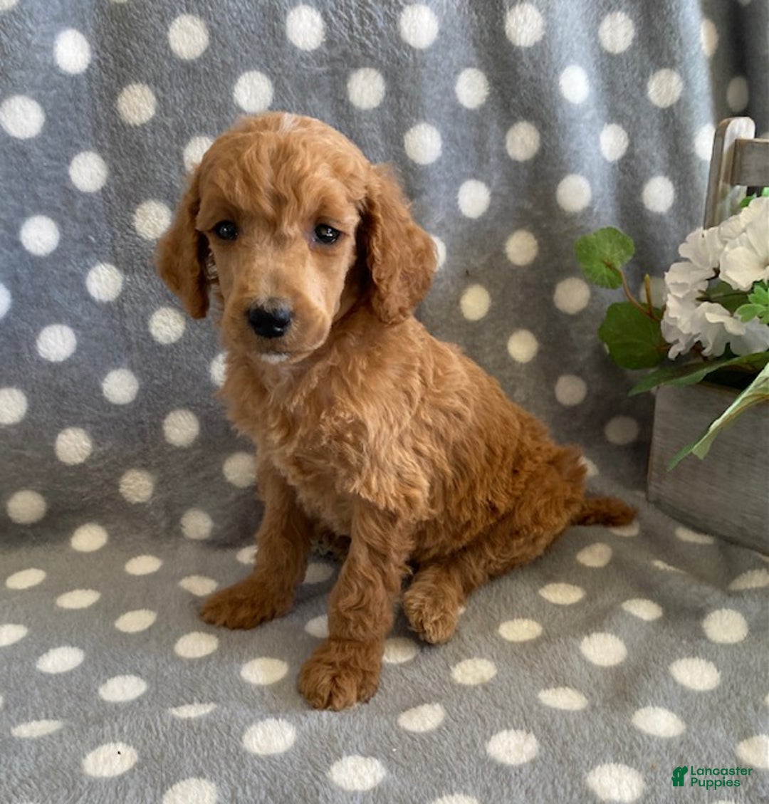 Standard Poodle dogs for sale: Jimmy - Ad 1