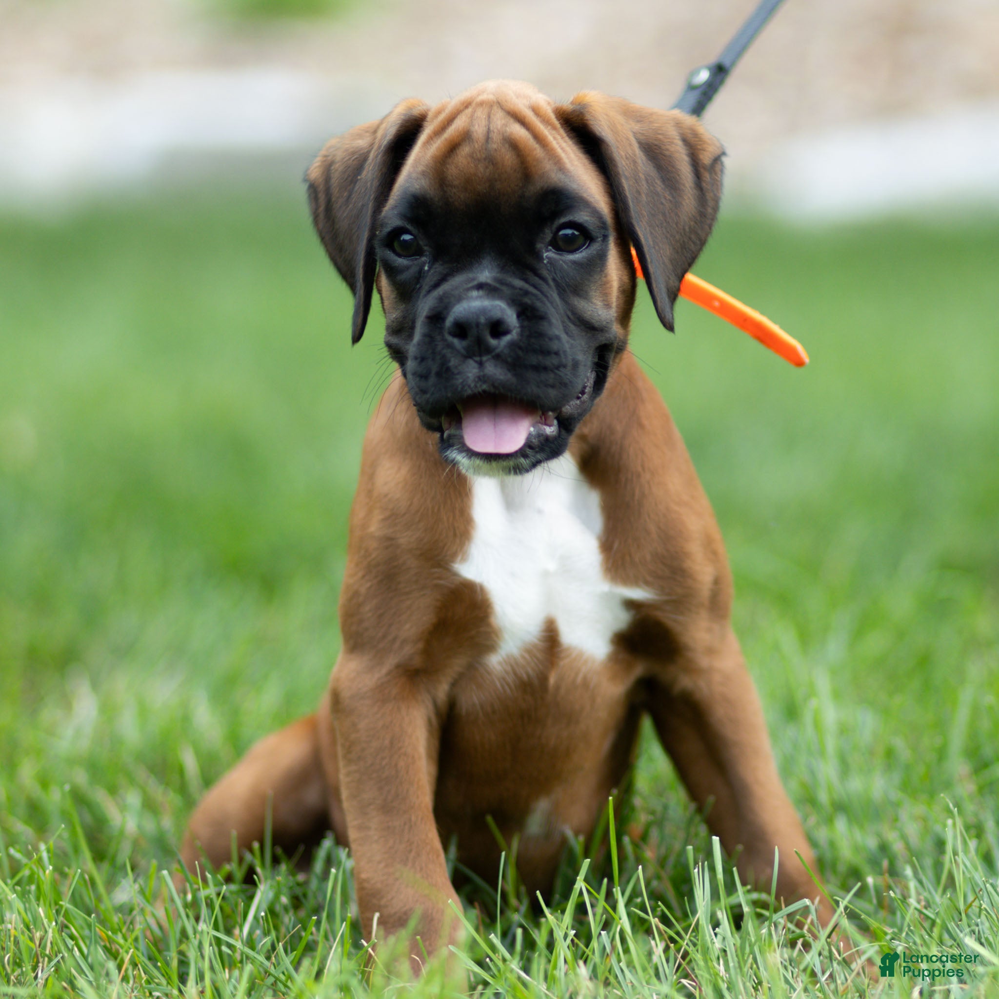 Boxer dogs Narissa Boxer  - Ad 1