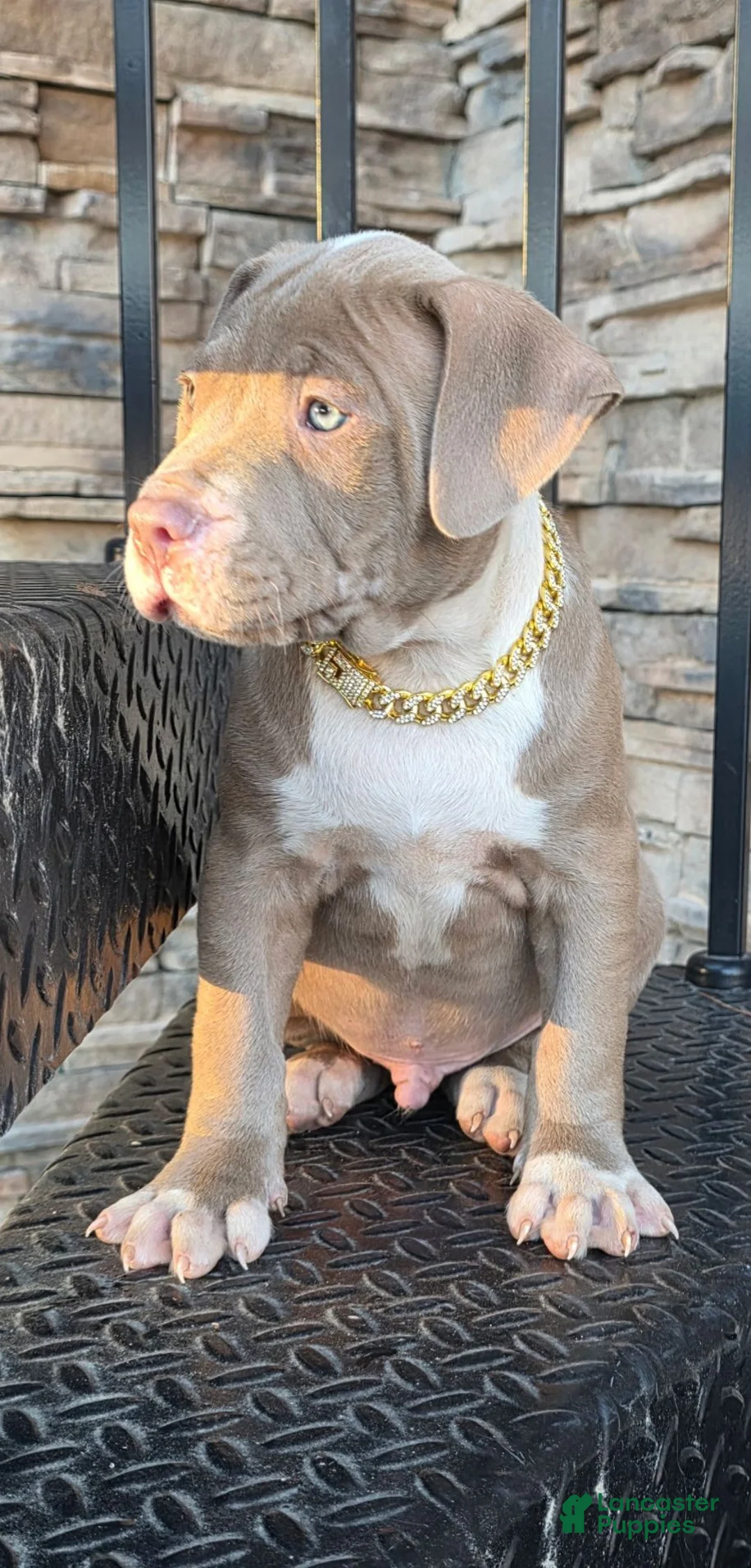 American Pit Bull Terrier dogs for sale: Khan - Ad 1