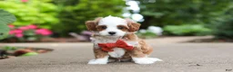 Cavapoo dogs for sale: Mr Bentley - Ad 10