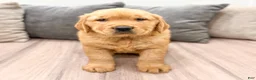 Golden Retriever dogs for sale: Jasper - Ad 1