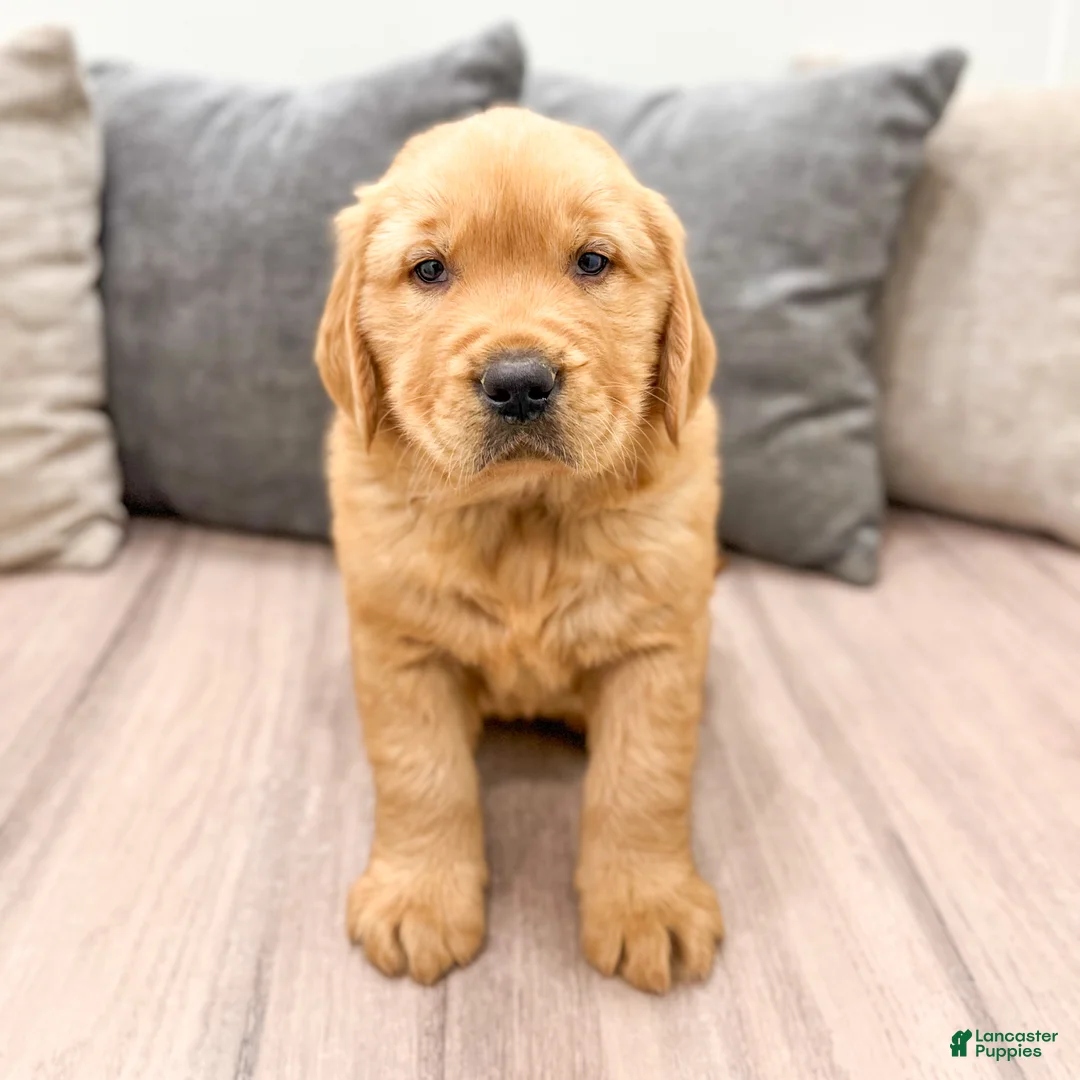 Golden Retriever dogs for sale: Jasper - Ad 1