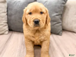 Golden Retriever dogs for sale: Jasper - Ad 1