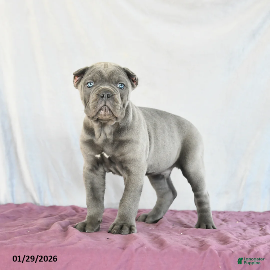 Cane Corso dogs for sale: Maverick - Ad 1