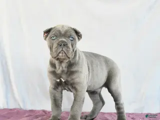 Cane Corso dogs Maverick - Ad 5