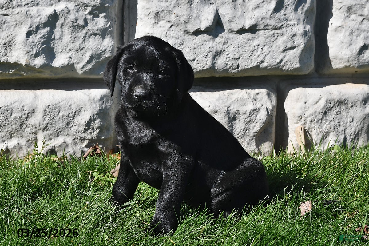 Labrador Retriever dogs Sadie - Ad 1