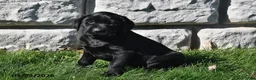 Labrador Retriever dogs for sale: Sadie - Ad 1