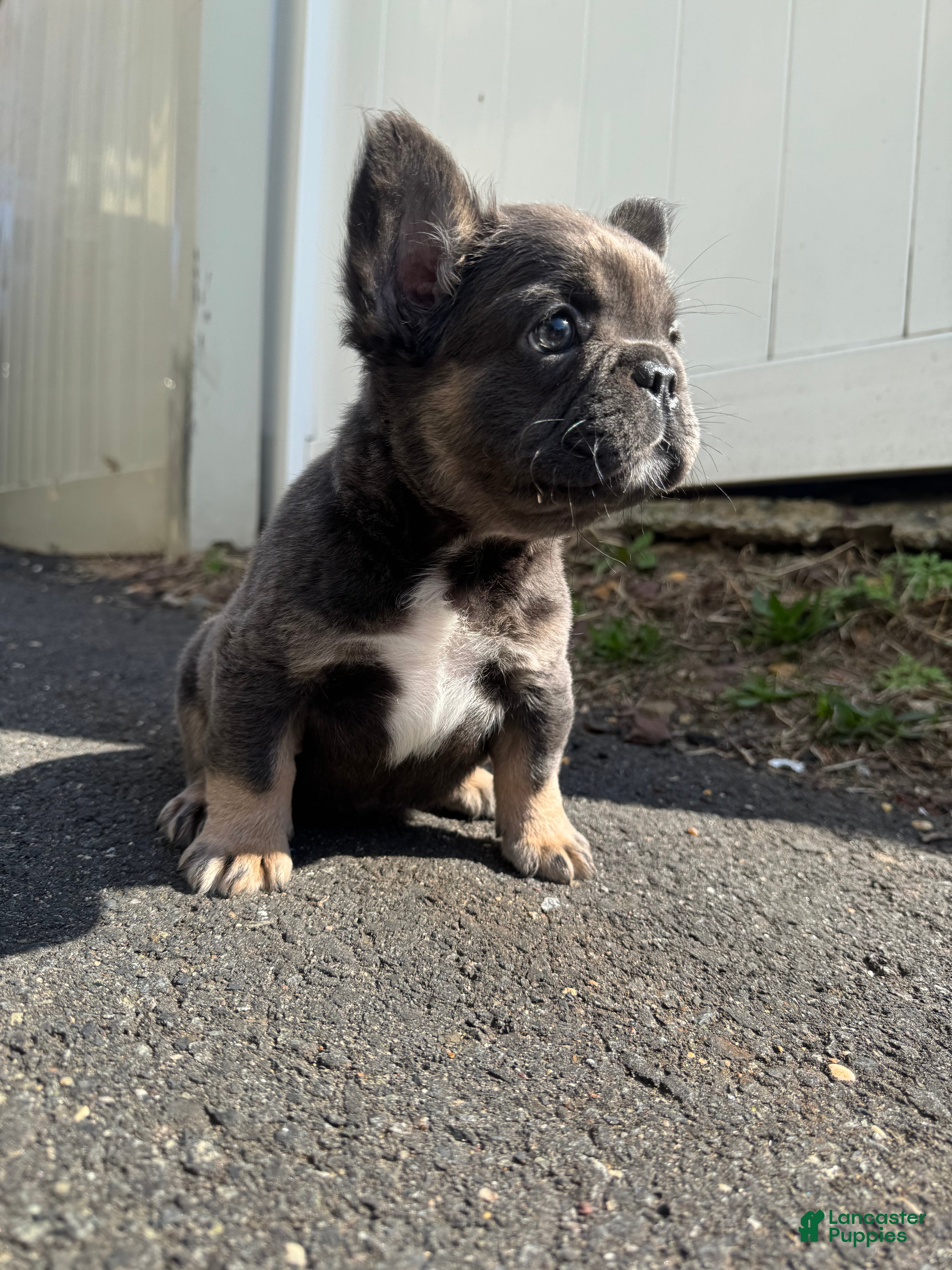 French Bulldog dogs Teddy - Ad 1