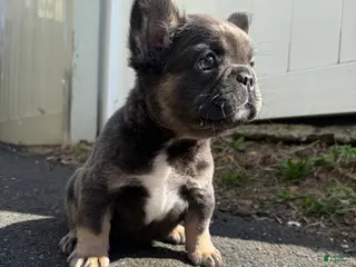 French Bulldog dogs for sale: Teddy - Ad 3