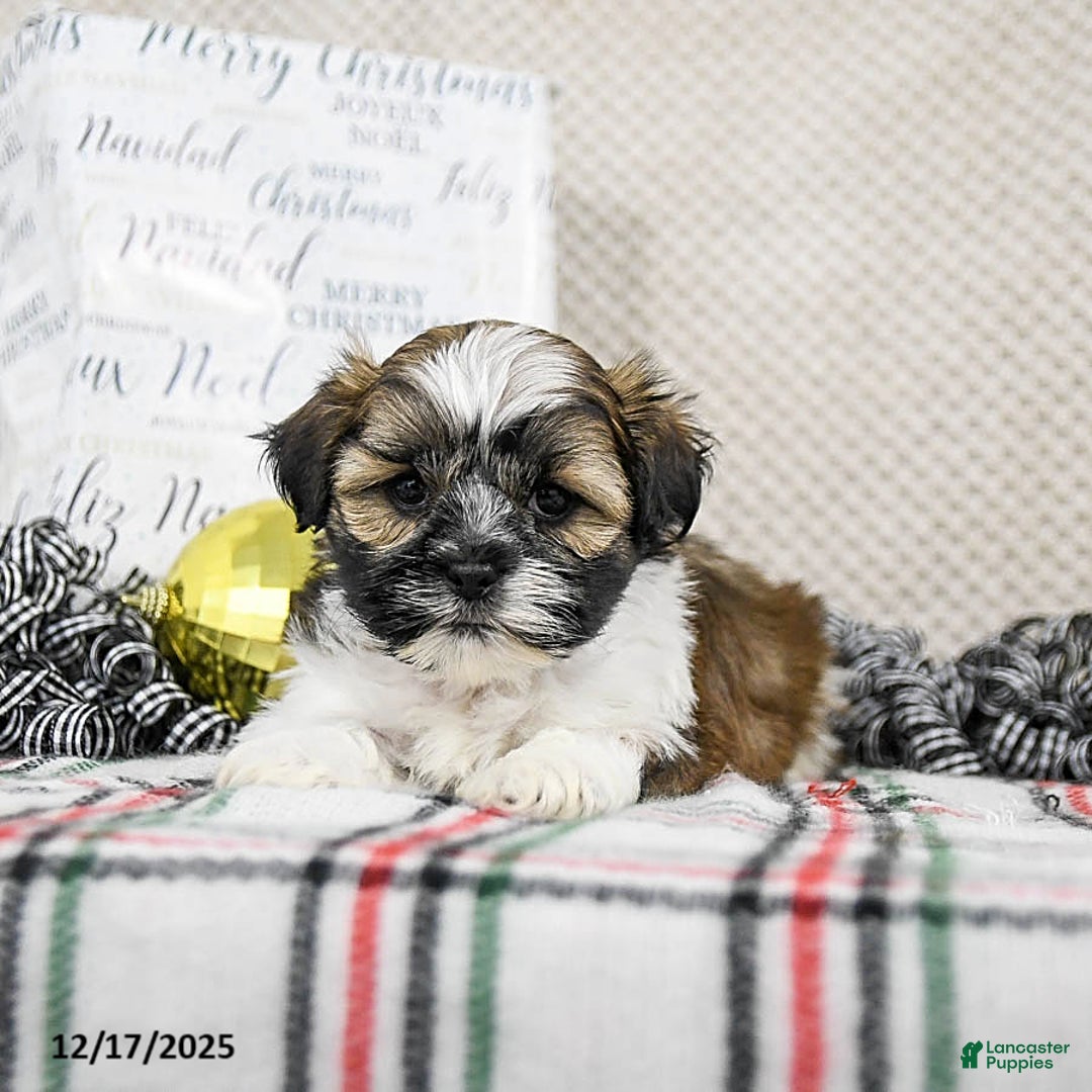Shih Tzu dogs for sale: Kipp - Ad 2
