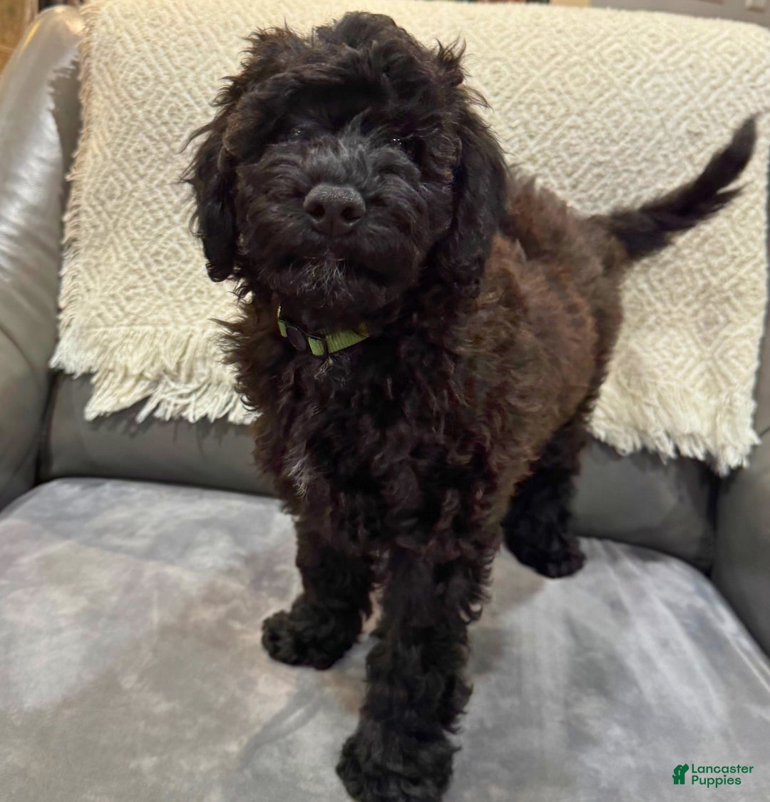 Mini Goldendoodle dogs for sale: Mini Goldendoodle Puppy 1 - Ad 3