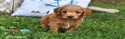 Goldendoodle dogs for sale: Willow - Ad 2