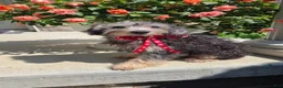 Yorkiepoo dogs for sale: Brandy - Ad 4