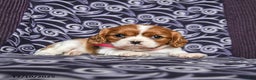 Cavalier King Charles Spaniel dogs for sale: Bonita - Ad 3