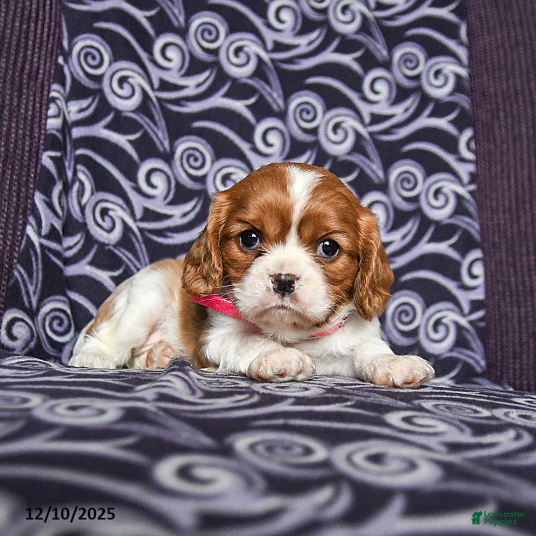 Cavalier King Charles Spaniel dogs for sale: Bonita - Ad 3