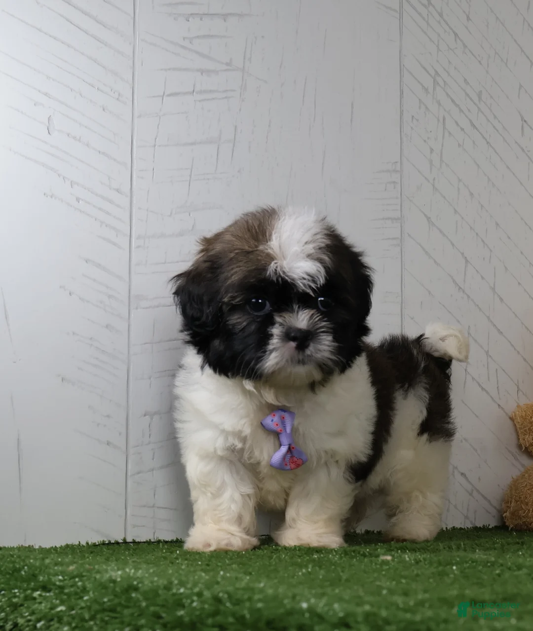 Shih Tzu dogs for sale: Denzel - Ad 5