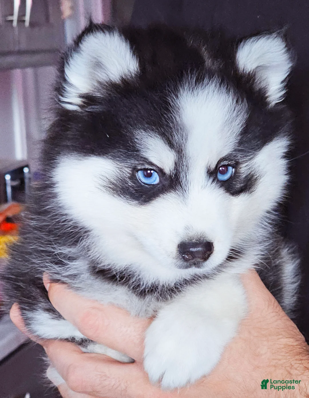 Pomsky dogs for sale: William - Ad 2