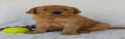 Golden Retriever dogs for sale: Porter  - Ad 12