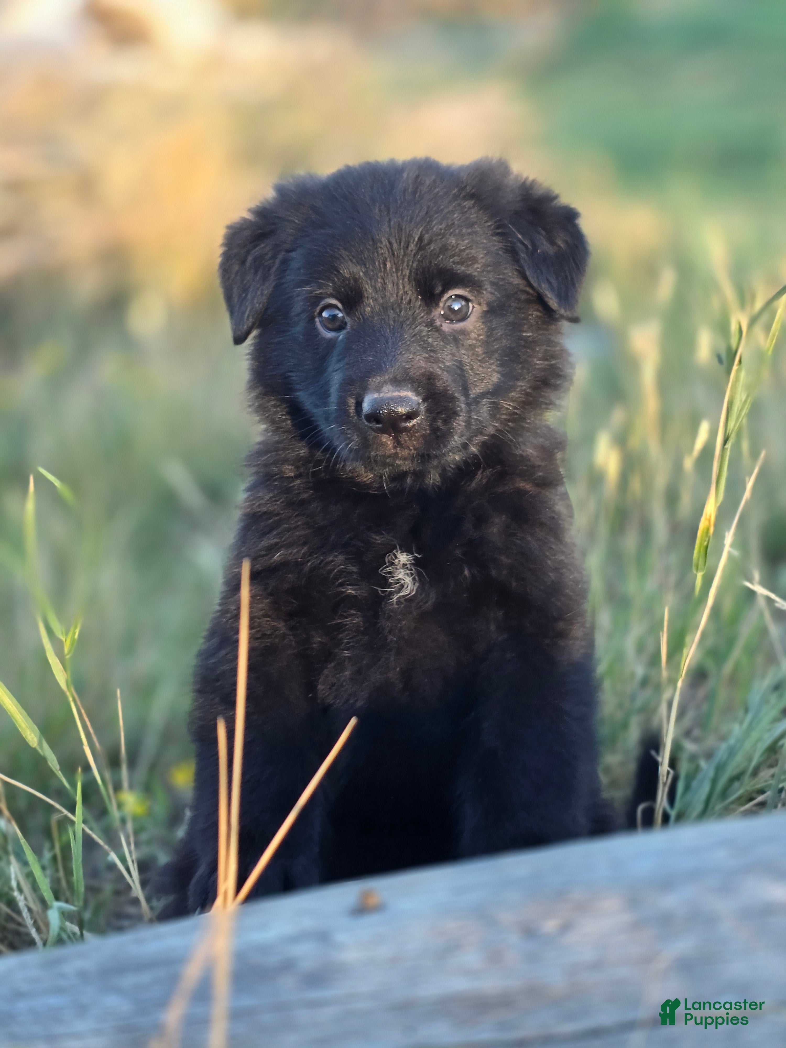 German Shepherd dogs Girl (Pink) - Ad 1