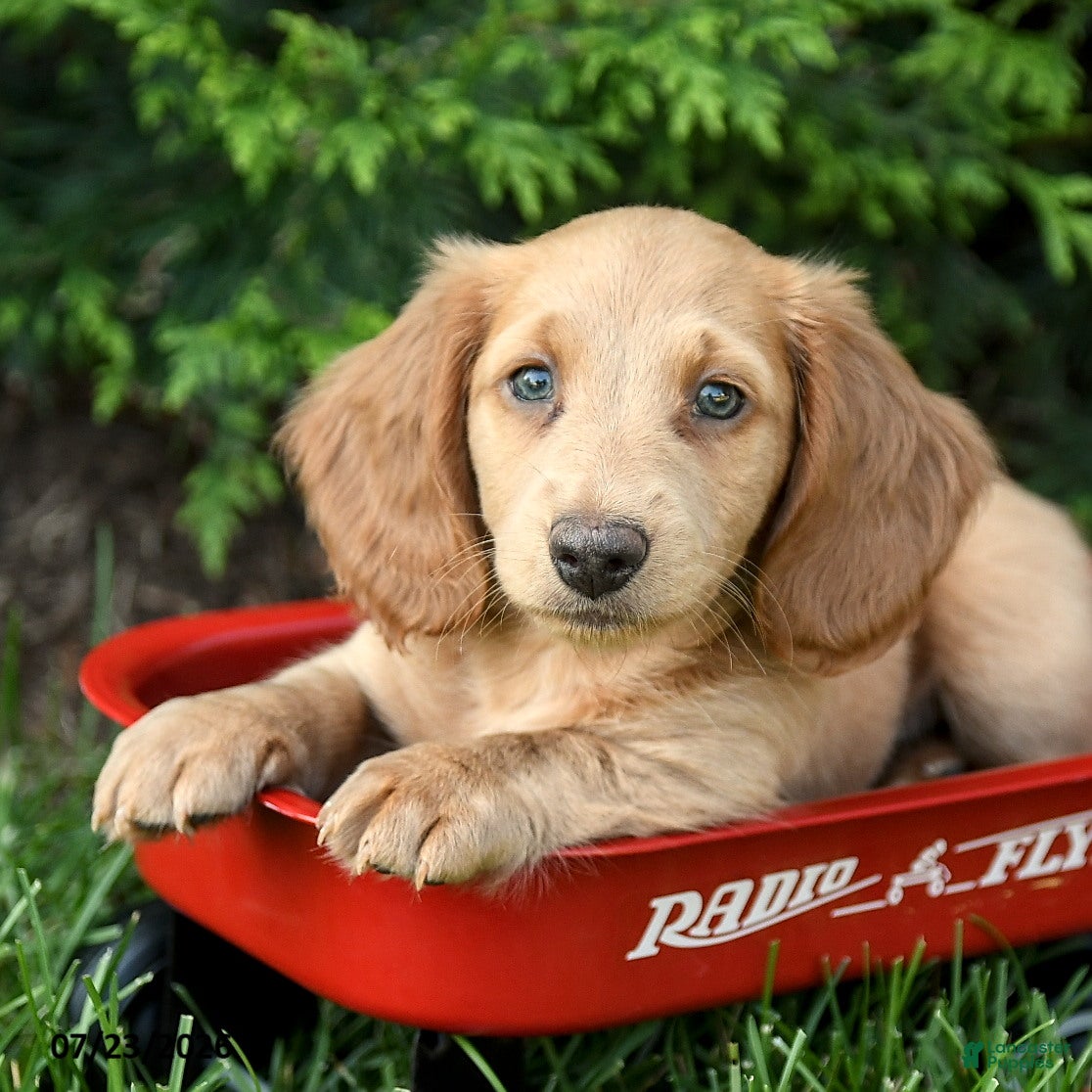 Miniature Dachshund dogs Hazel - Ad 1