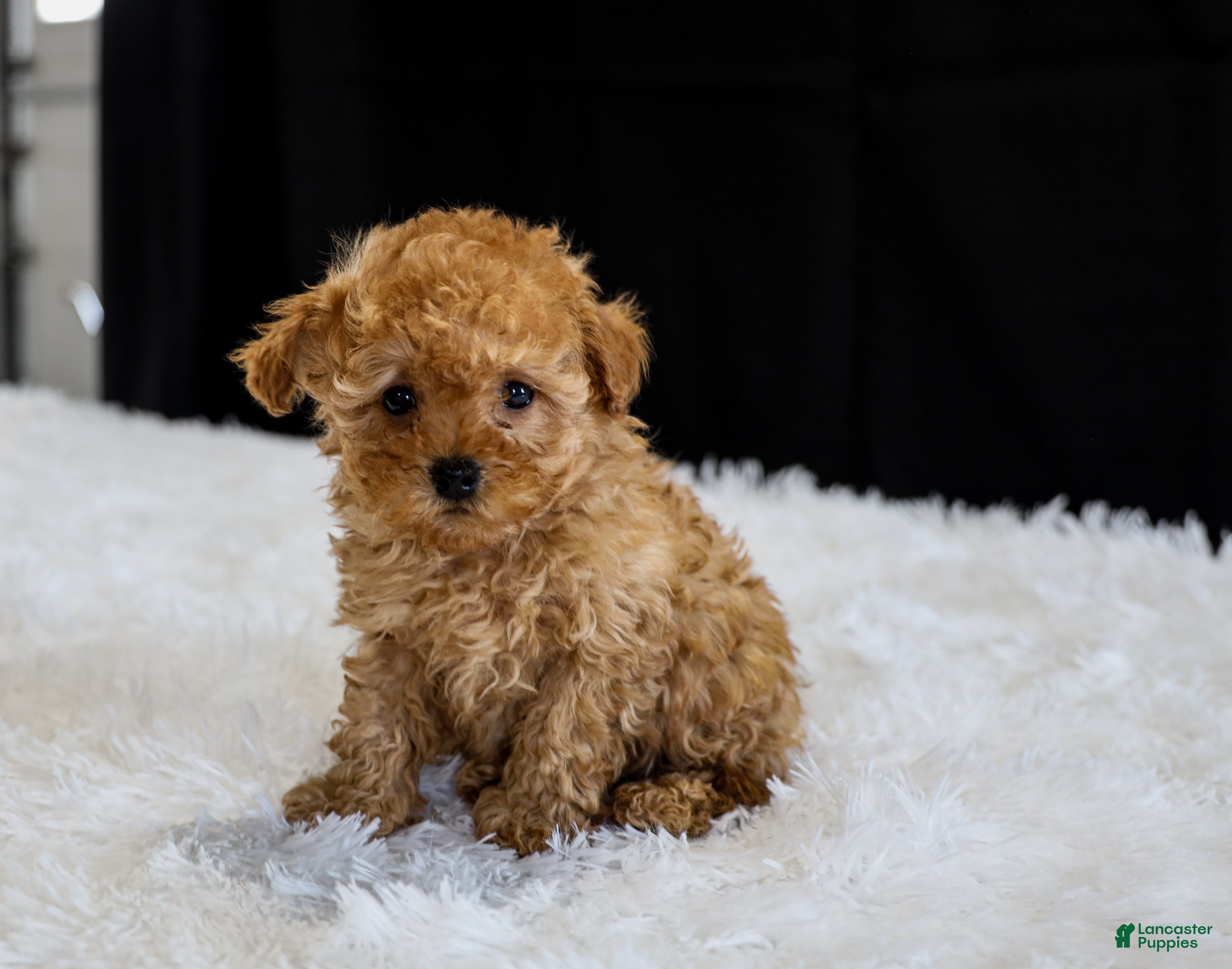 Toy Poodle dogs Teddy - Ad 1