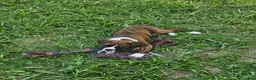Boxer dogs for sale: Boxer 6 - Ad 5