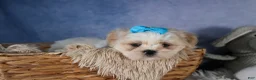 Shih Tzu dogs for sale: GUNNER - Ad 7