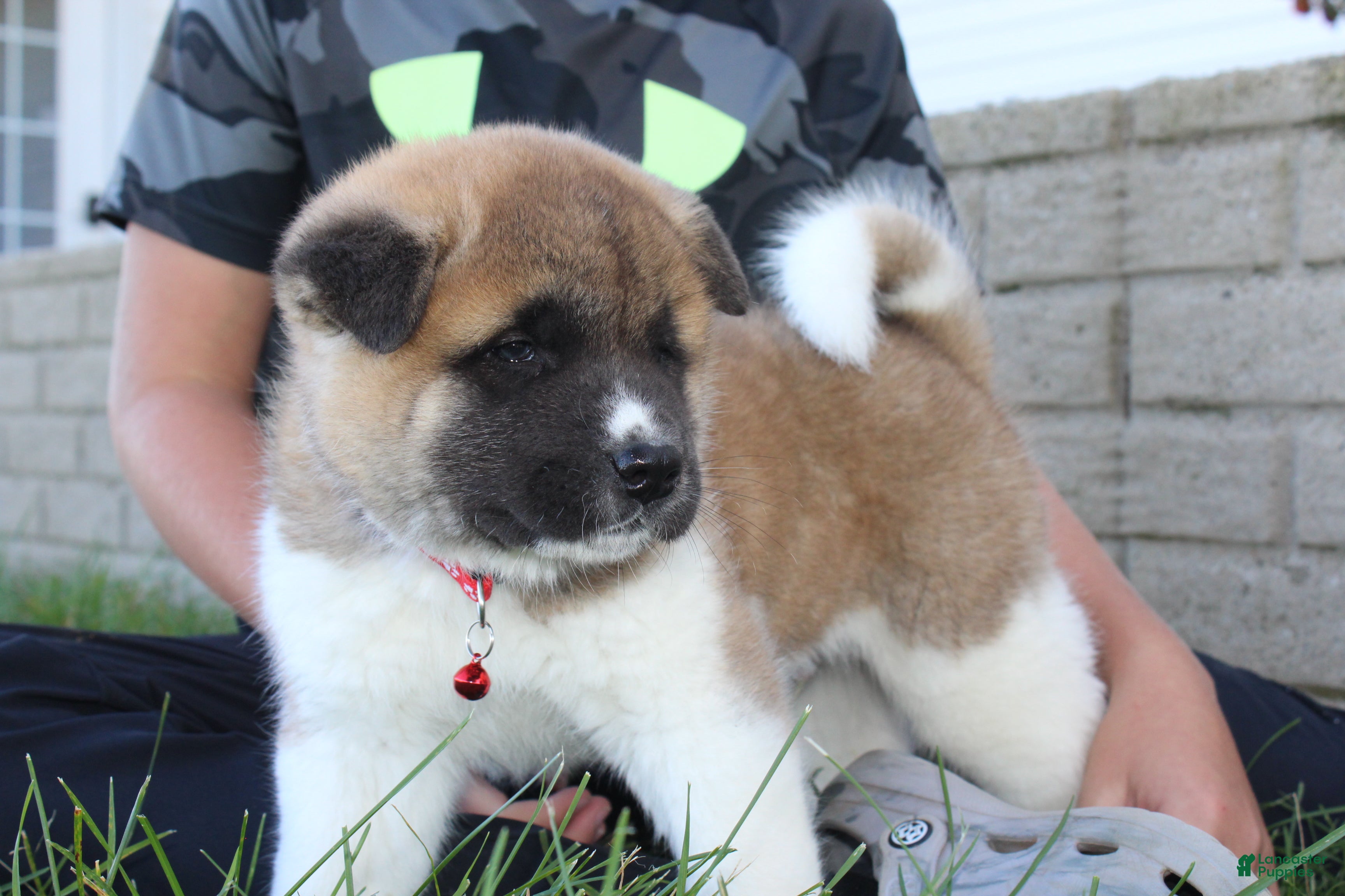 Akita (Akita, Male) in Mount Eaton, OH