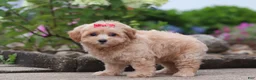 Maltipoo dogs for sale: Nellie - Ad 4