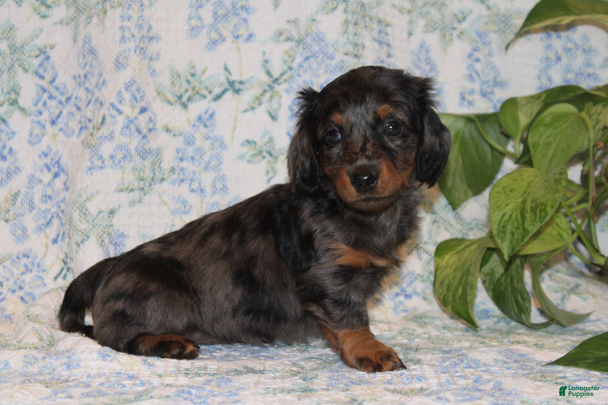 Dachshund dogs Pumpkin - Ad 1