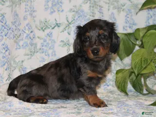 Dachshund dogs for sale: Pumpkin - Ad 2