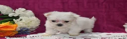 Maltese dogs for sale: Ace - Ad 2