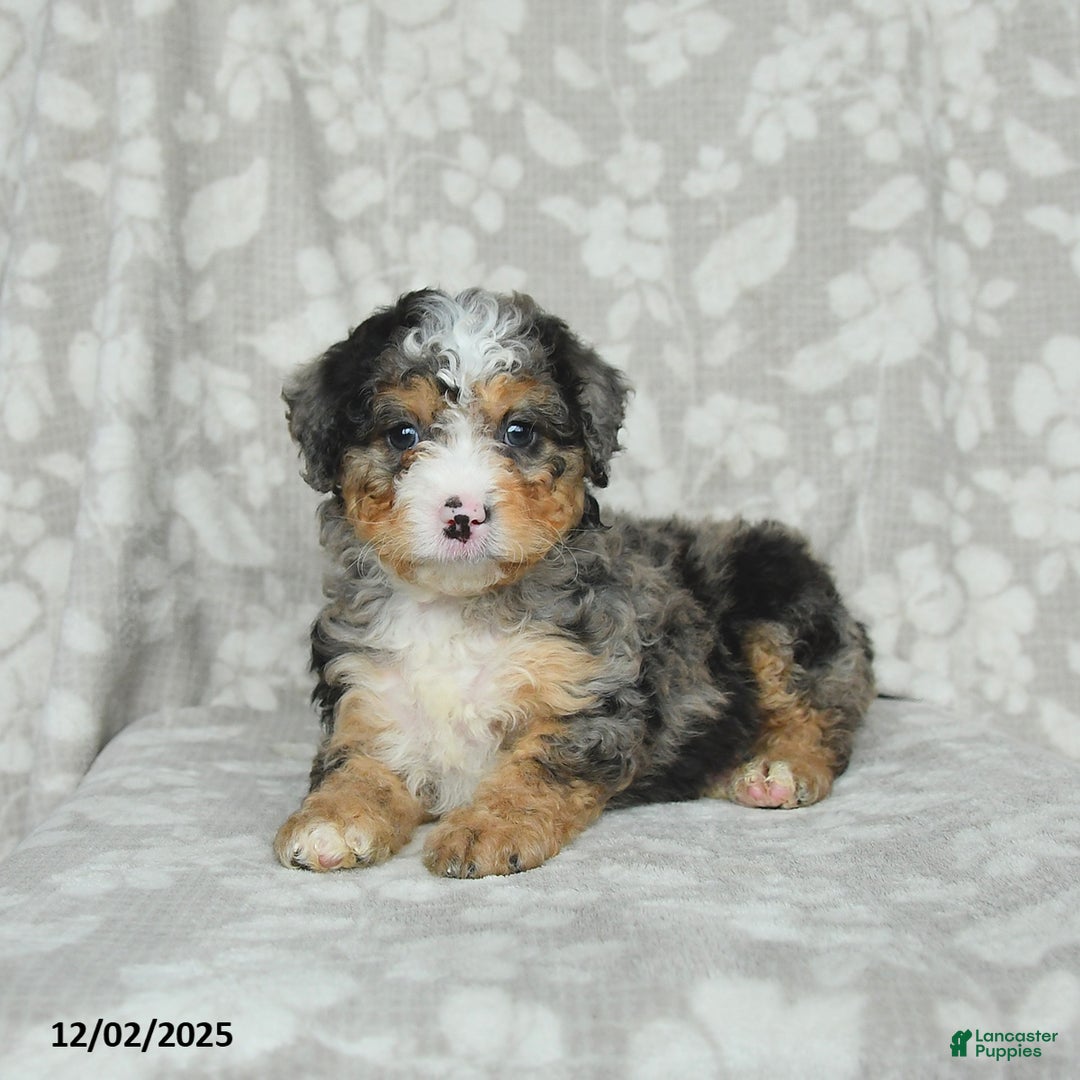 Mini Bernedoodle dogs for sale: Tabby - Ad 5