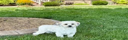 Lhasa Apso dogs for sale: Corey  - Ad 6