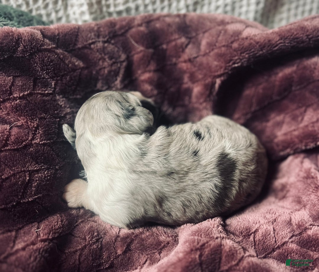 Cocker Spaniel dogs for sale: Hugo - Ad 2