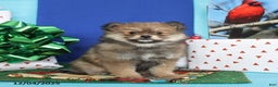 Pomeranian dogs for sale: Sunshine - Ad 4