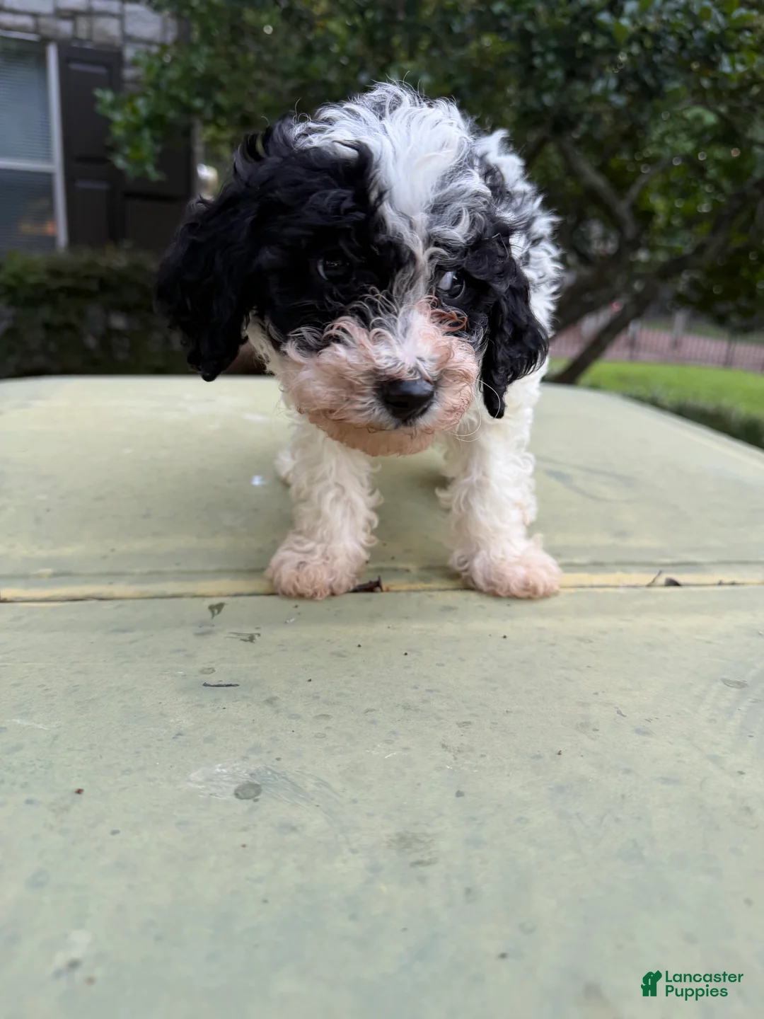 Cavapoo dogs for sale: Cavapoo Puppy 2 - Ad 2