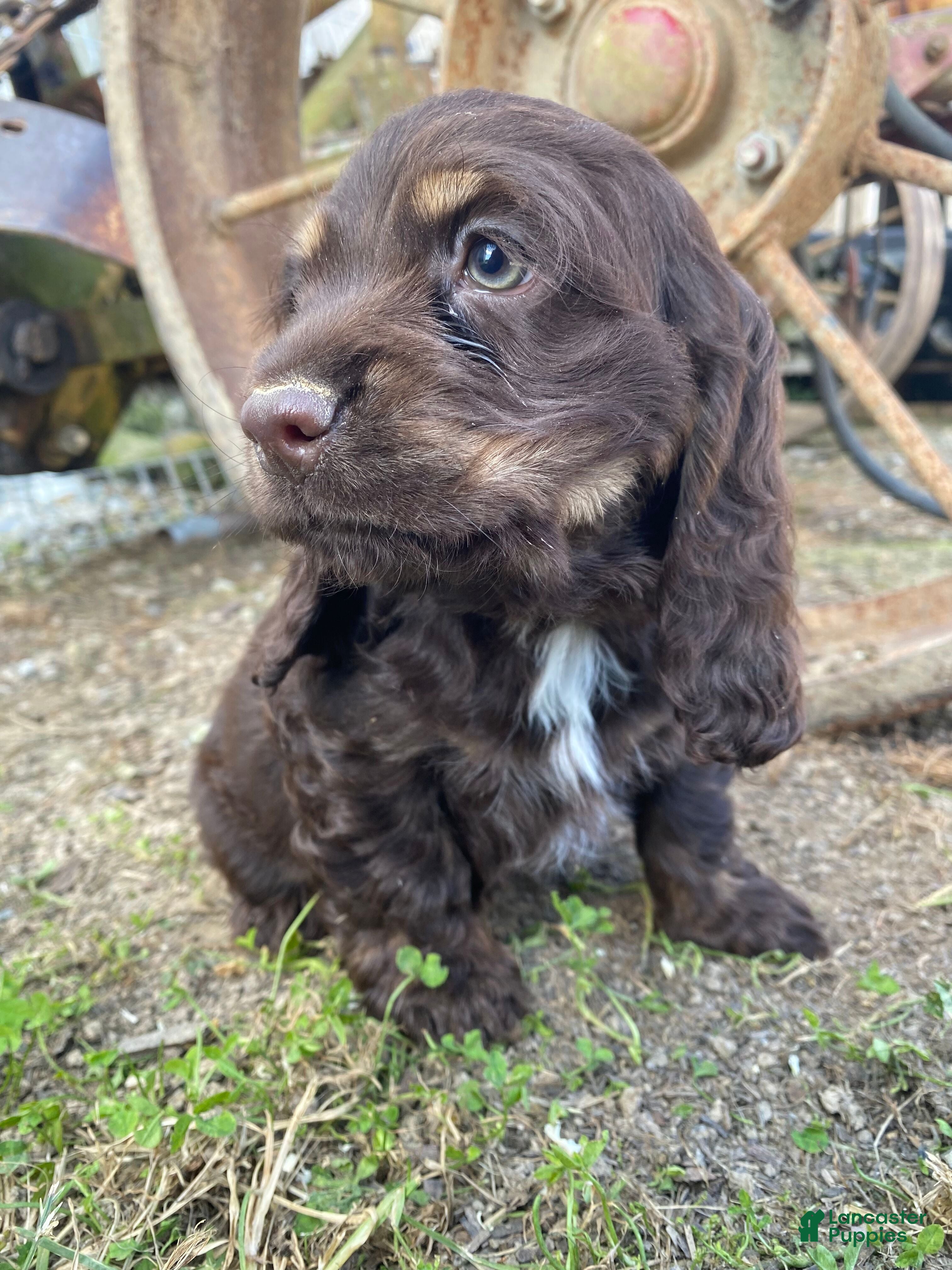 Cocker Spaniel dogs Lisa - Ad 2