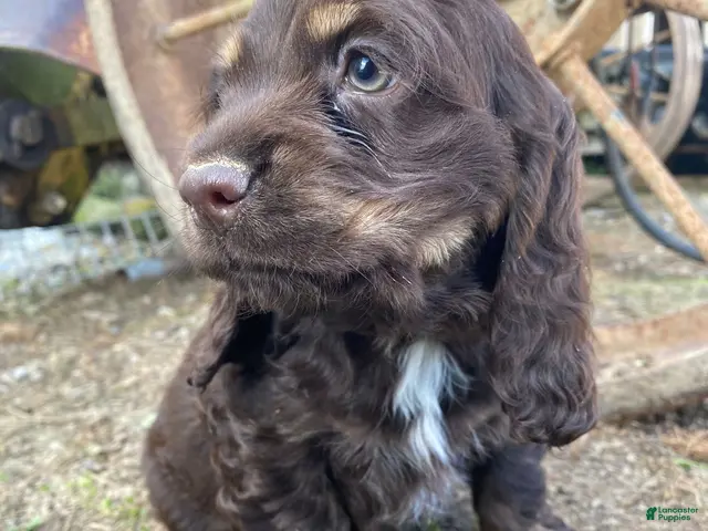 Cocker Spaniel dogs Lisa - Ad 2