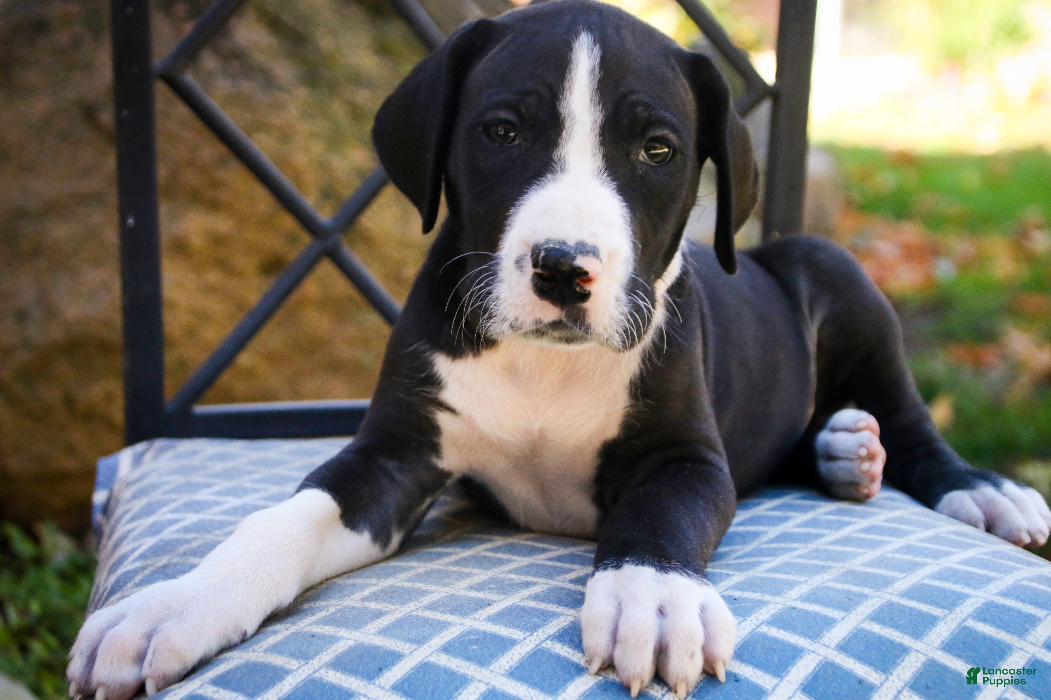 Great Dane dogs Lawrence - Ad 26