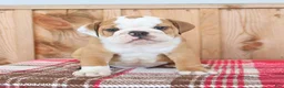 English Bulldog dogs for sale: Rocky - Ad 4