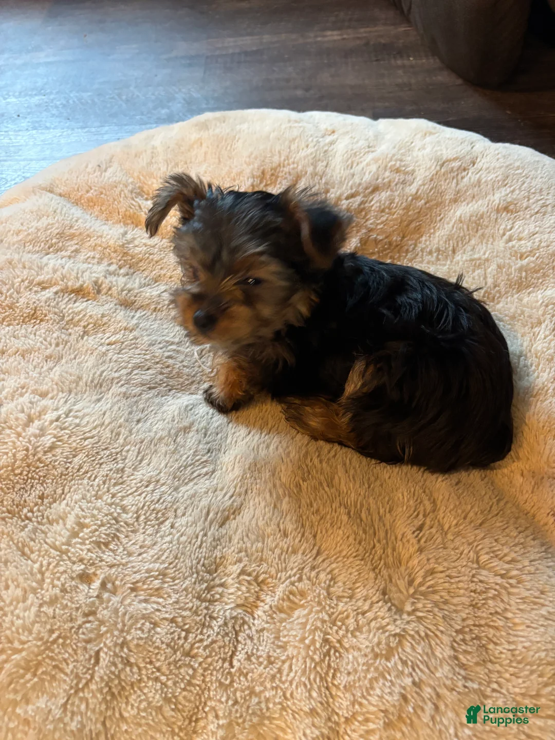 Yorkshire Terrier dogs for sale: Yorkshire Terrier blue - Ad 8
