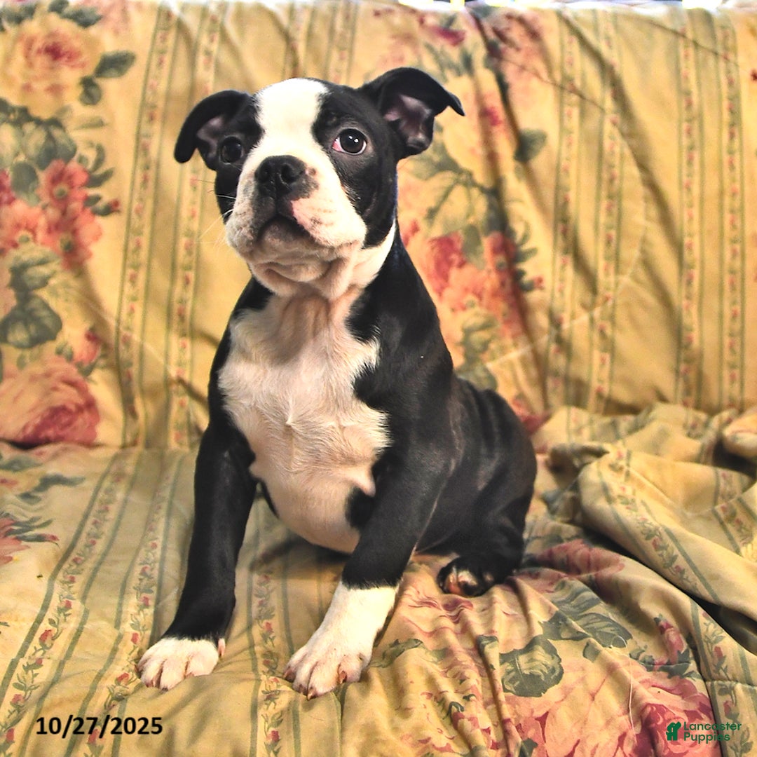 Boston Terrier dogs for sale: Mickey - Ad 6